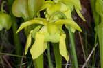 Green pitcherplant